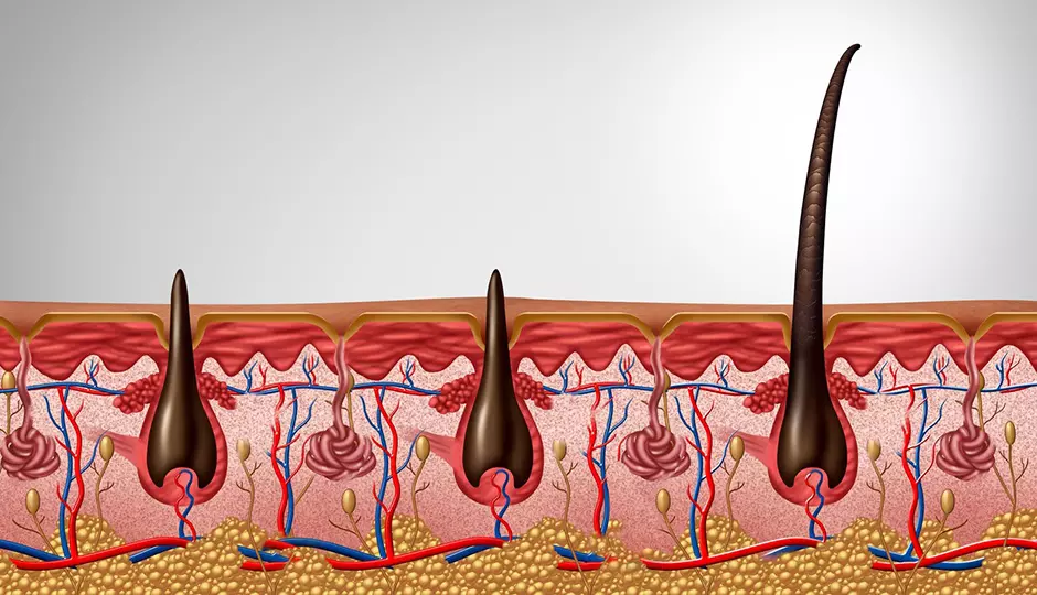 Understanding the Phases of Hair Growth